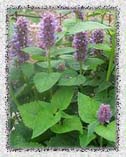 Hyssop :: Holy Herb